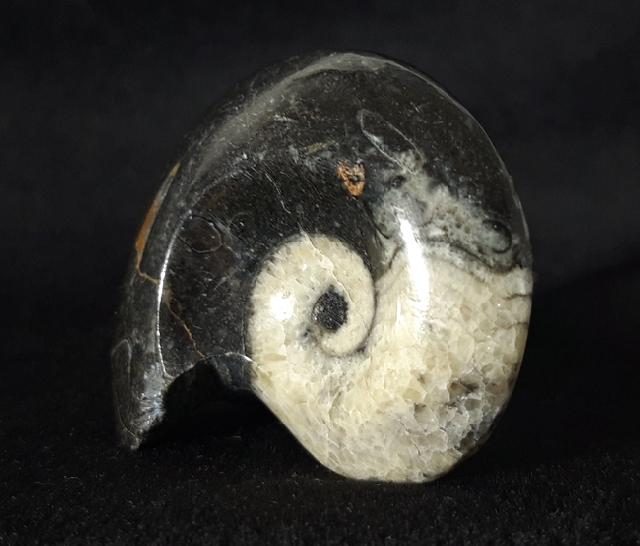 Manticoceras sp. HYATT 1884 - Bild &copy; FossNet FossilienStore